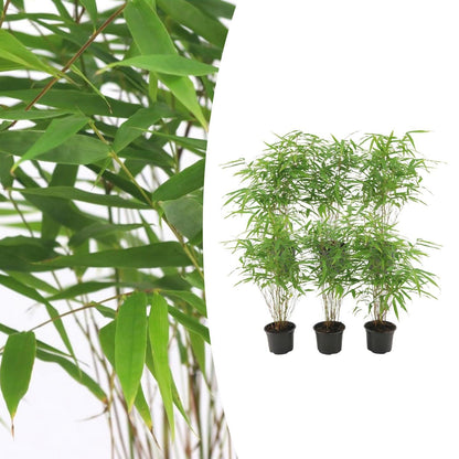 Fargesia Rufa – Nicht-Ausbreitender Bambus – Ø7cm – ↕15cm – 6 Pflanzen – Winterhart & Pflegeleicht – Für Hecken, Garten & Terrasse 