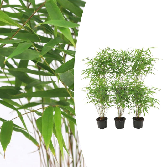 Fargesia Rufa – Nicht-Ausbreitender Bambus – Ø7cm – ↕15cm – 6 Pflanzen – Winterhart & Pflegeleicht – Für Hecken, Garten & Terrasse 
