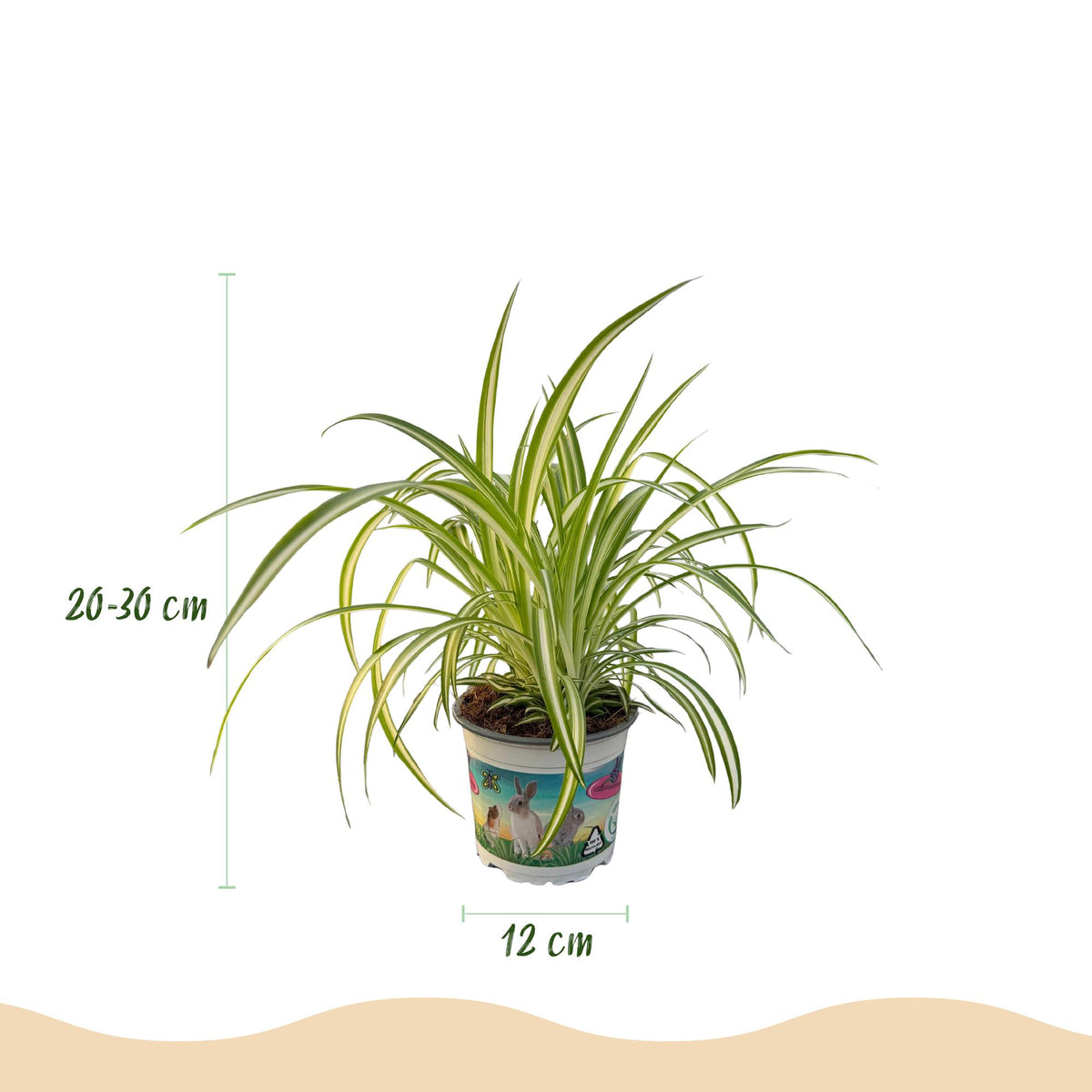Green boutiQ - Zimmerpflanze - Cyperus - Calissia - Chlorophytum - Mix aus 3 - Haustierfreundliche Pflanzen - Grün - 3 Pflanzen - Topf 12cm - Höhe 20cm 