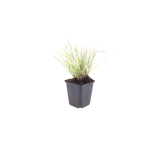 Sesleria autumnalis Ziergras – 60 Pflanzen – Ø9cm – Höhe 10-25cm – Winterhartes Gartengras – Pflegeleicht – Für Beet, Steingarten & Naturgarten - Oasis of Life