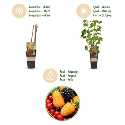 Green boutiQ - Fruit plant - Ribes-Rubes Mix - Tricolour - Hardy - Red Currant - Black Raspberry - Yellow Raspberry - 3 Plants - Pot 15cm - Height 50cm 