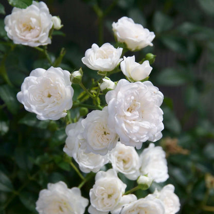 Green boutiQ - Gartenrose - Rosa White Fairy - Rose - Winterhart - Weiß - 1 Pflanze - Topf 12cm - Höhe 20-25cm 