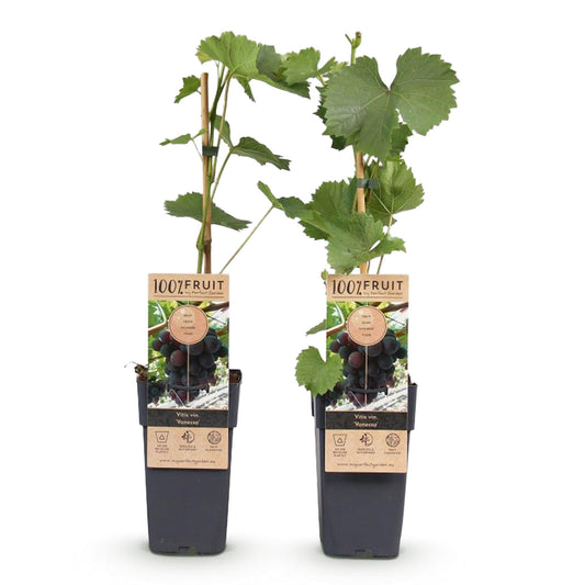 Weinrebe – Vitis vinifera Himrod – Kernlose Trauben – 2 Pflanzen – Obstpflanze – 15cm – Höhe 50cm 