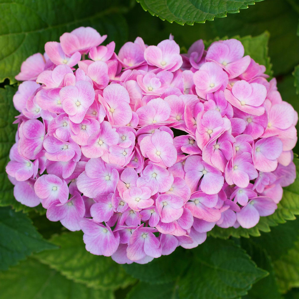 Green boutiQ - Gartenpflanze - Hydrangea macrophylla Rosa - Hortensie - Winterhart - Rosa - 1 Pflanze - Topf 12cm - Höhe 20-30cm 