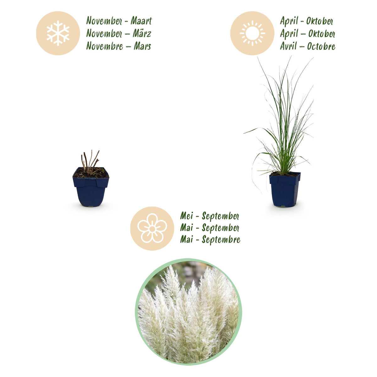 Zwerg-Pampasgras 'Pumila' – Cortaderia selloana 'Pumila' – 6 Pflanzen – Topf Ø11cm – Ansicht 4