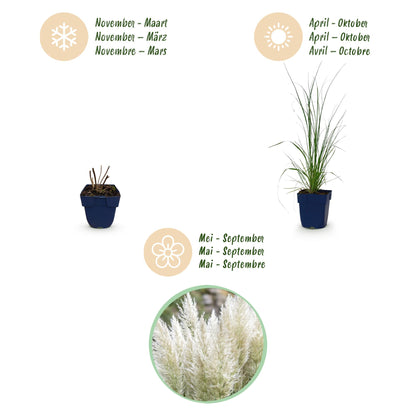 Zwerg-Pampasgras 'Pumila' – Cortaderia selloana 'Pumila' – 6 Pflanzen – Topf Ø11cm – Ansicht 4