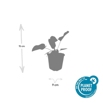 Russel-Brandkraut Phlomis russeliana – ↕10-25cm – Ø9cm – 6 Pflanzen – Winterhart & Bienenfreundlich – Sommerblüher für Beete & Garten 