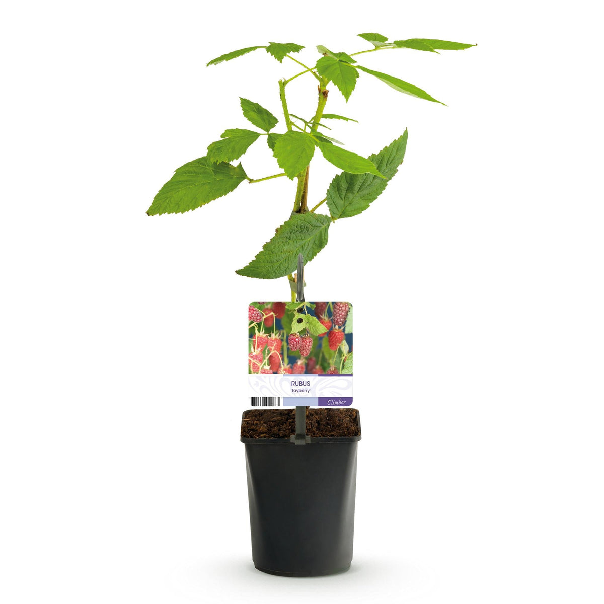 Tayberry - Rubus Tayberry - Obstpflanze - Kreuzung aus Himbeere und Brombeere - 2 Pflanzen - Topf 11cm Höhe 40cm 