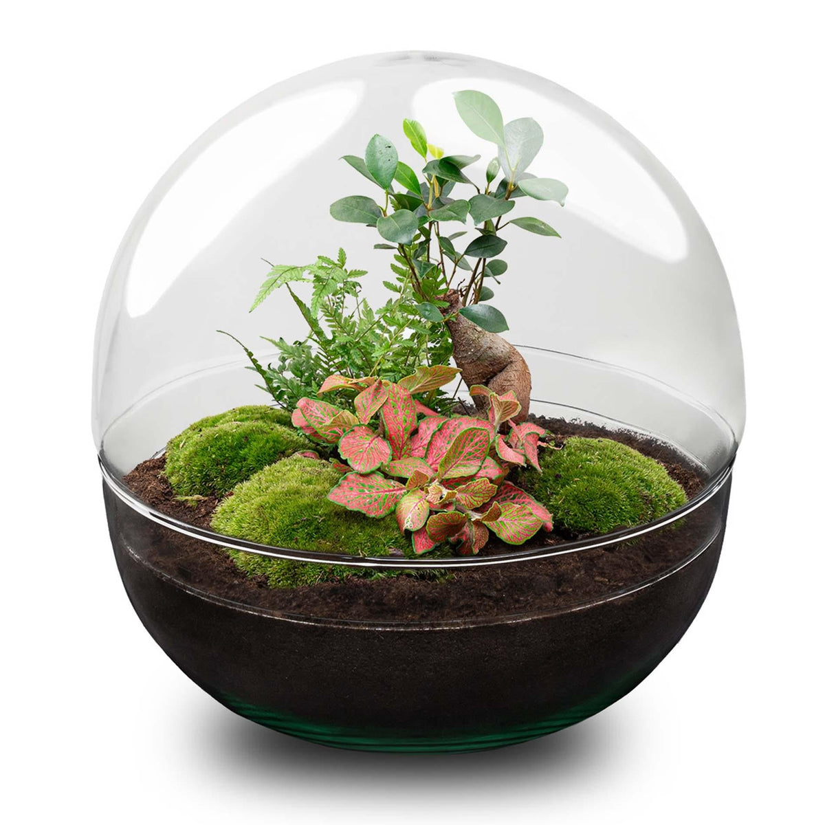 Flaschengarten DIY Bausatz Dome XL – Terrarium Ø30cm x H30cm – Selbstbewässerndes Pflanzterrarium mit Ficus Ginseng Bonsai & Fittonia – Do-It-Yourself Mini-Ökosystem 