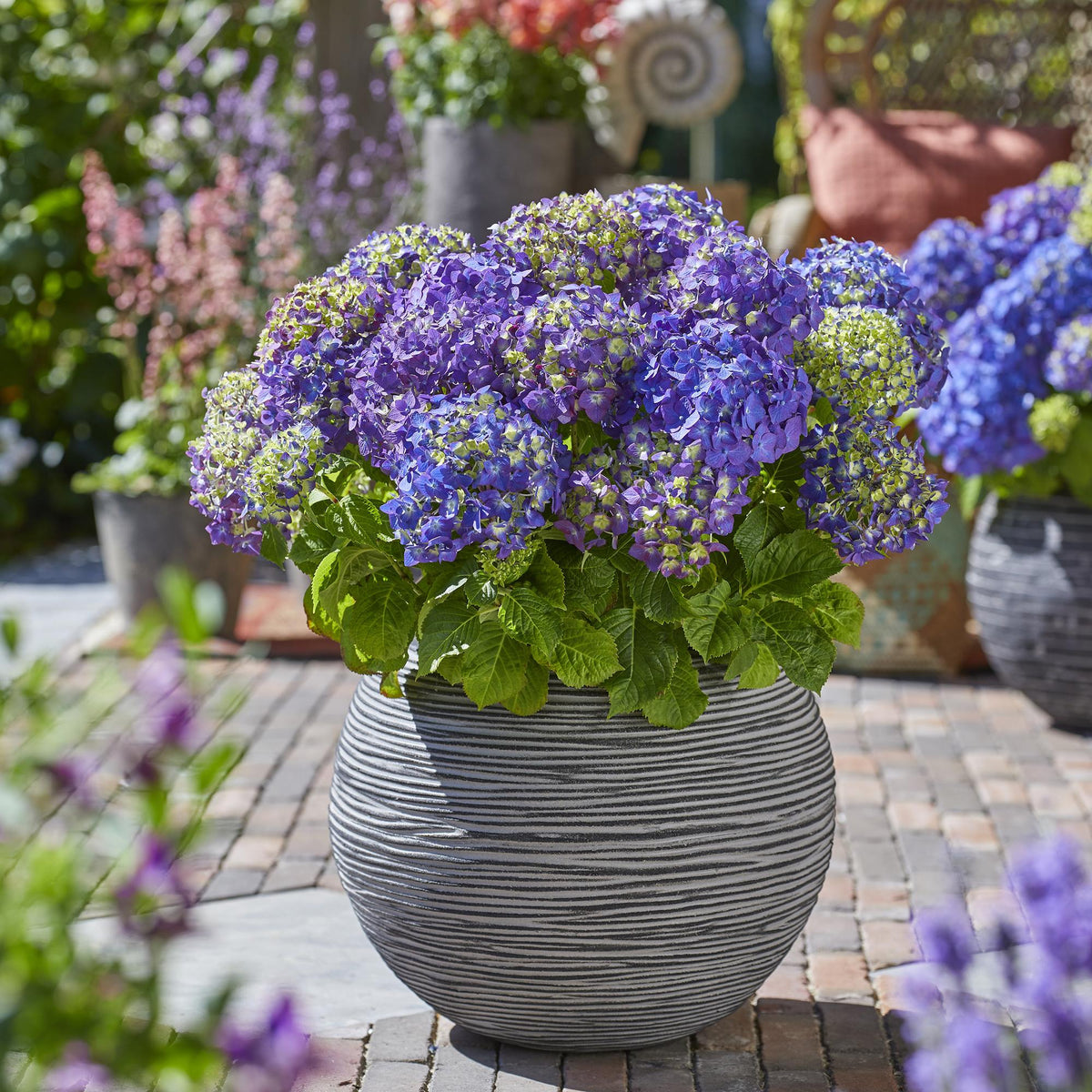 Green boutiQ - Gartenpflanze - Hydrangea Endless Summer Summer Love Purple - Hortensie - Winterhart - Lila - 1 Pflanze - Topf 14cm - Höhe 20-25cm 