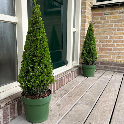 Stechpalme Ilex crenata Pyramide – ↨55 cm – Ø21 cm – Immergrüner, winterharter Buchsbaum-Ersatz für Garten, Terrasse & Topf 