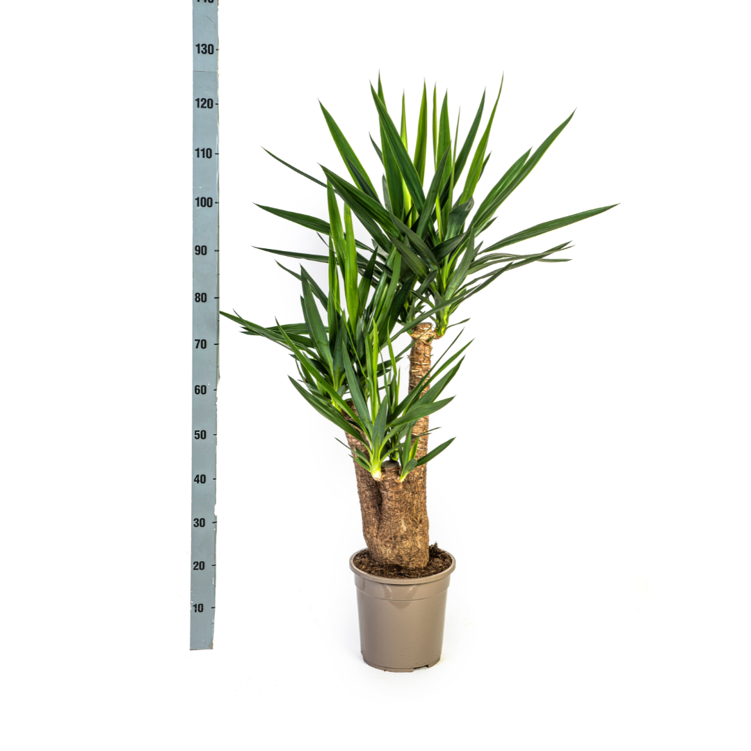 Yucca Elephantipes Verzweigt mit Korb Ø24cm - ↕80-100cm 