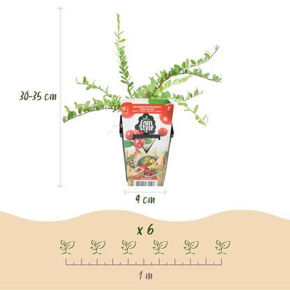 GreenboutiQ - Obstpflanzen - Blaubeere - Vaccinium macrophylla Early Black - Winterhart - 3 Pflanzen - Topf 9 cm - Dunkelrote Beere 