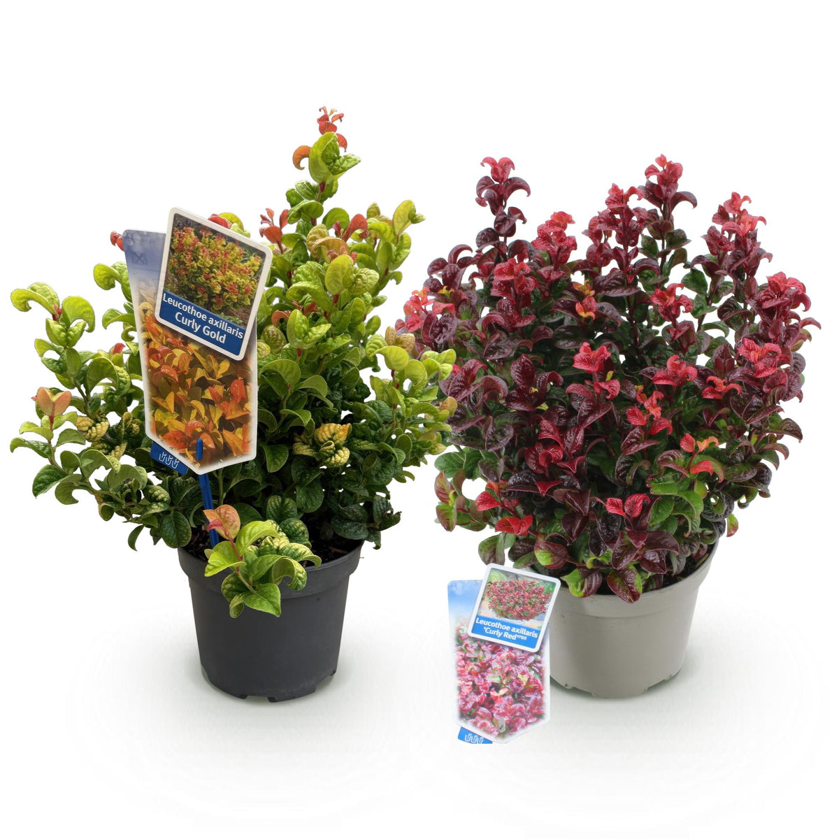 GreenboutiQ - Gartenpflanze - Leucothoe Curly Duo - Gelb & Rot - 2 Pflanzen - Immergrün - Pflegeleicht - Topf 17cm Höhe 40cm 