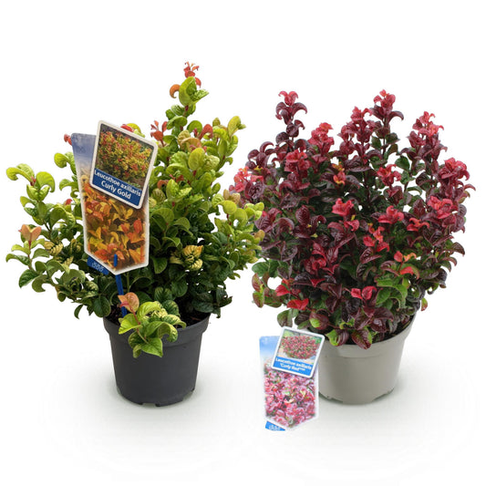 GreenboutiQ - Gartenpflanze - Leucothoe Curly Duo - Gelb & Rot - 2 Pflanzen - Immergrün - Pflegeleicht - Topf 17cm Höhe 40cm 