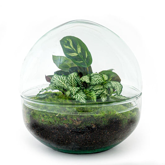 DIY Flaschengarten Set – Dome Glas – Ø20 cm x H20 cm – Mini-Biotop mit Pflanzen & Moos – Selbstversorgendes Pflanzterrarium – Inkl. Fittonia, Calathea, Moos & Zubehör – Pflegeleicht & dekorativ 