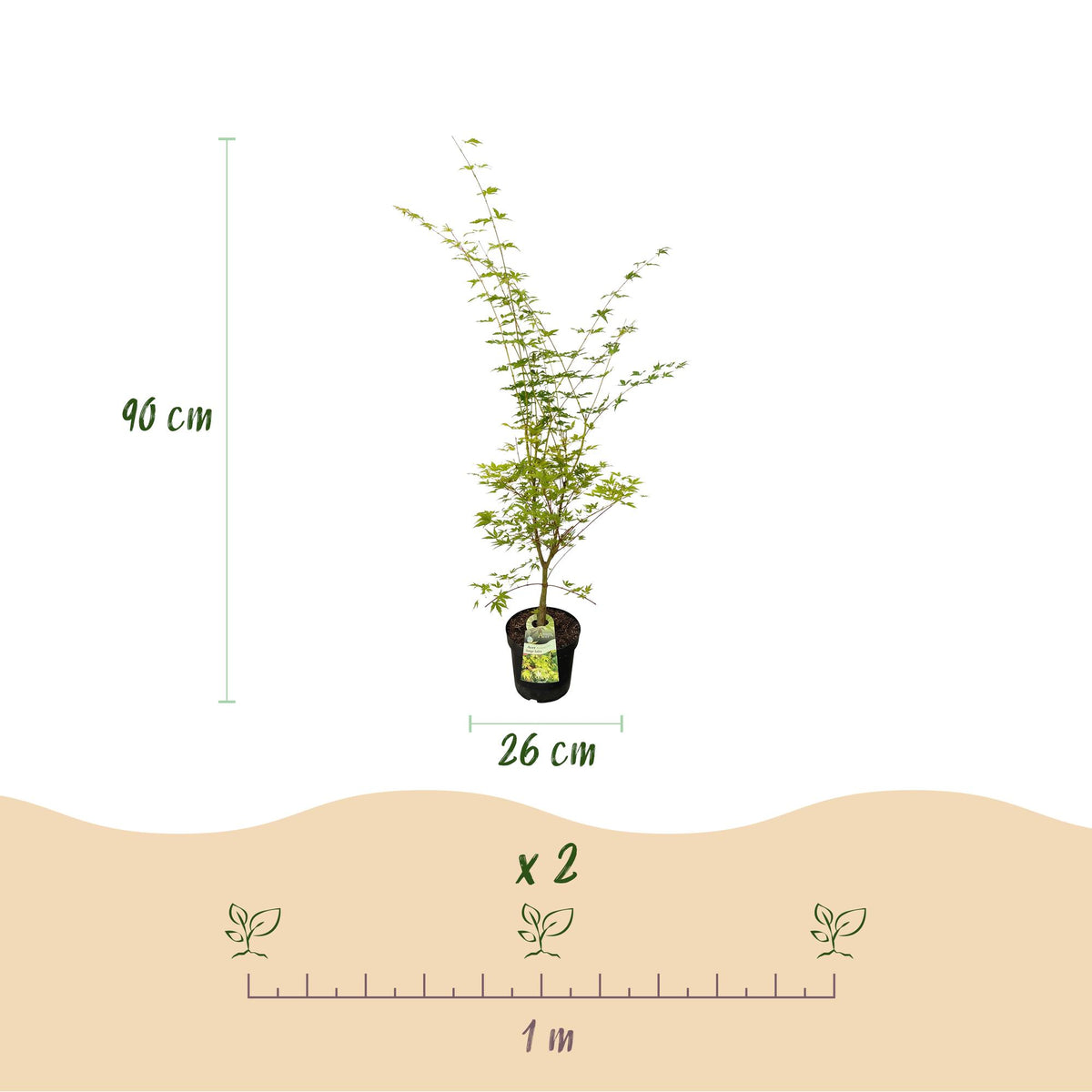 Green boutiQ - Gartenpflanze - Acer palmatum Sangokaku - Japanischer Ahorn - Laubabwerfend - Grün - 1 - Topf 26cm - Höhe 90cm 