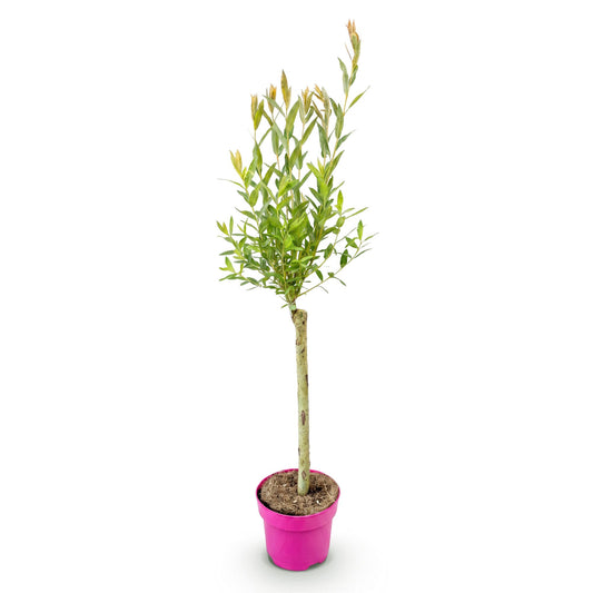 Flamingo-Weide – Salix 'Flamingo' – Topf Ø17cm – Höhe 70-80cm