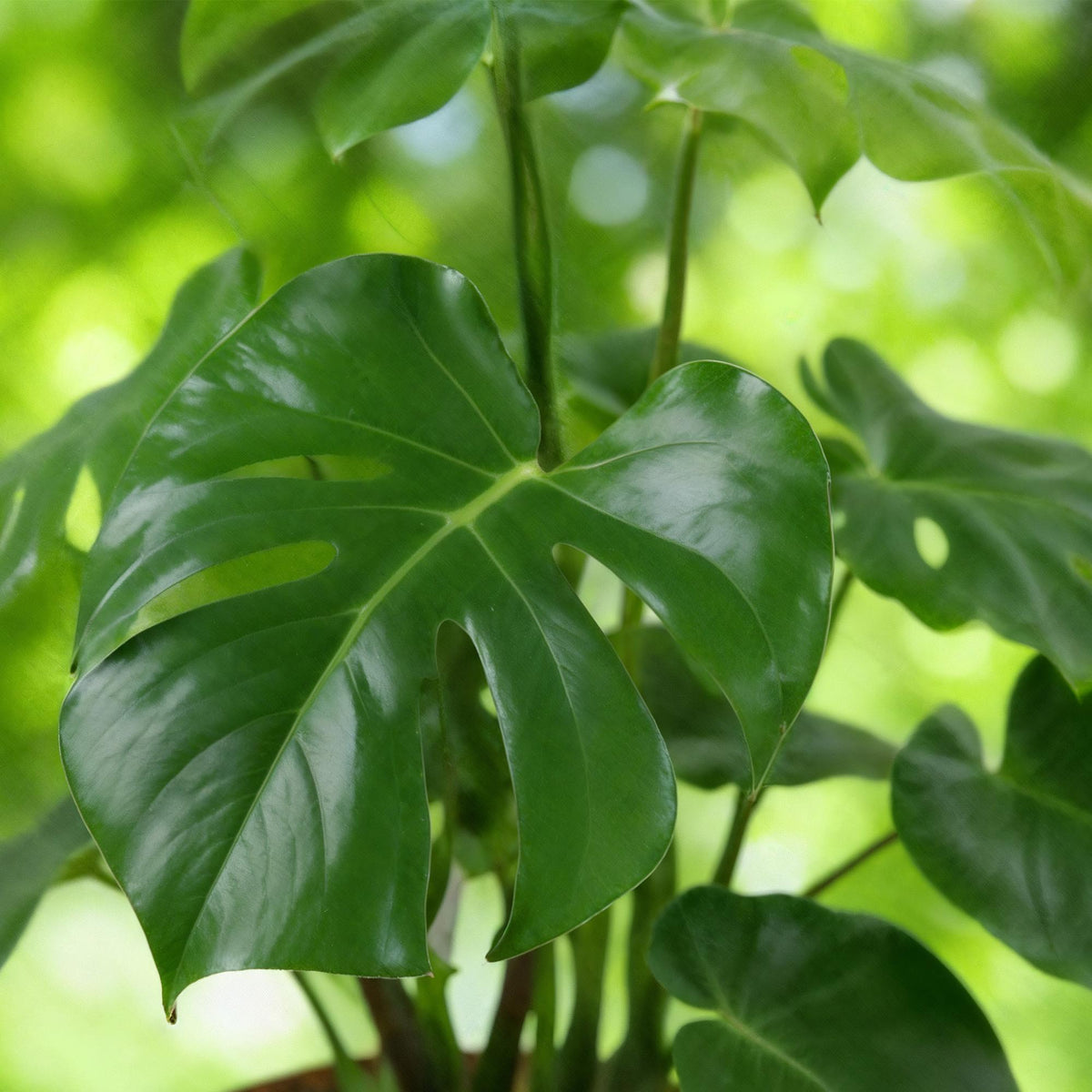 Green boutiQ - Zimmerpflanzen - Monstera Deliciosa - Fensterblatt - Pflegeleicht - mit Korb - Grün - 2 Pflanzen - Topf 17cm - Höhe 50-55cm 
