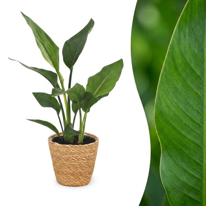 Paradiesvogelblume – Strelitzia reginae – Topf Ø12cm – Höhe 35cm – mit Seegraskorb – Dekorative Zimmerpflanze
