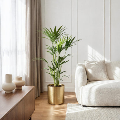 Howea Forsteriana – Kentia-Palme – 120–130cm – 21cm – Pflegeleichte Zimmerpalme mit eleganten Wedeln – Robuste, luftreinigende Grünpflanze für moderne Innenräume 
