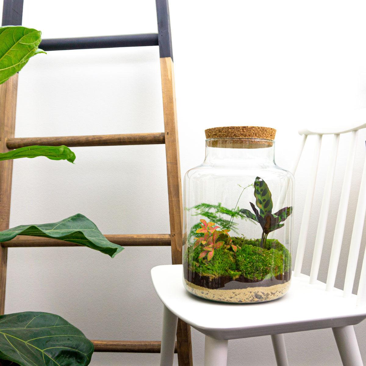 Flaschengarten Milky – DIY Bausatz Terrarium – ↕30cm – Do-It-Yourself Pflanzen-Set im Glas mit Korkdeckel – Autarkes Mini-Ökosystem – Inkl. Calathea, Fittonia, Spargel & Moos – Für Zuhause & Büro 