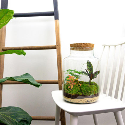 Flaschengarten Milky – DIY Bausatz Terrarium – ↕30cm – Do-It-Yourself Pflanzen-Set im Glas mit Korkdeckel – Autarkes Mini-Ökosystem – Inkl. Calathea, Fittonia, Spargel & Moos – Für Zuhause & Büro 