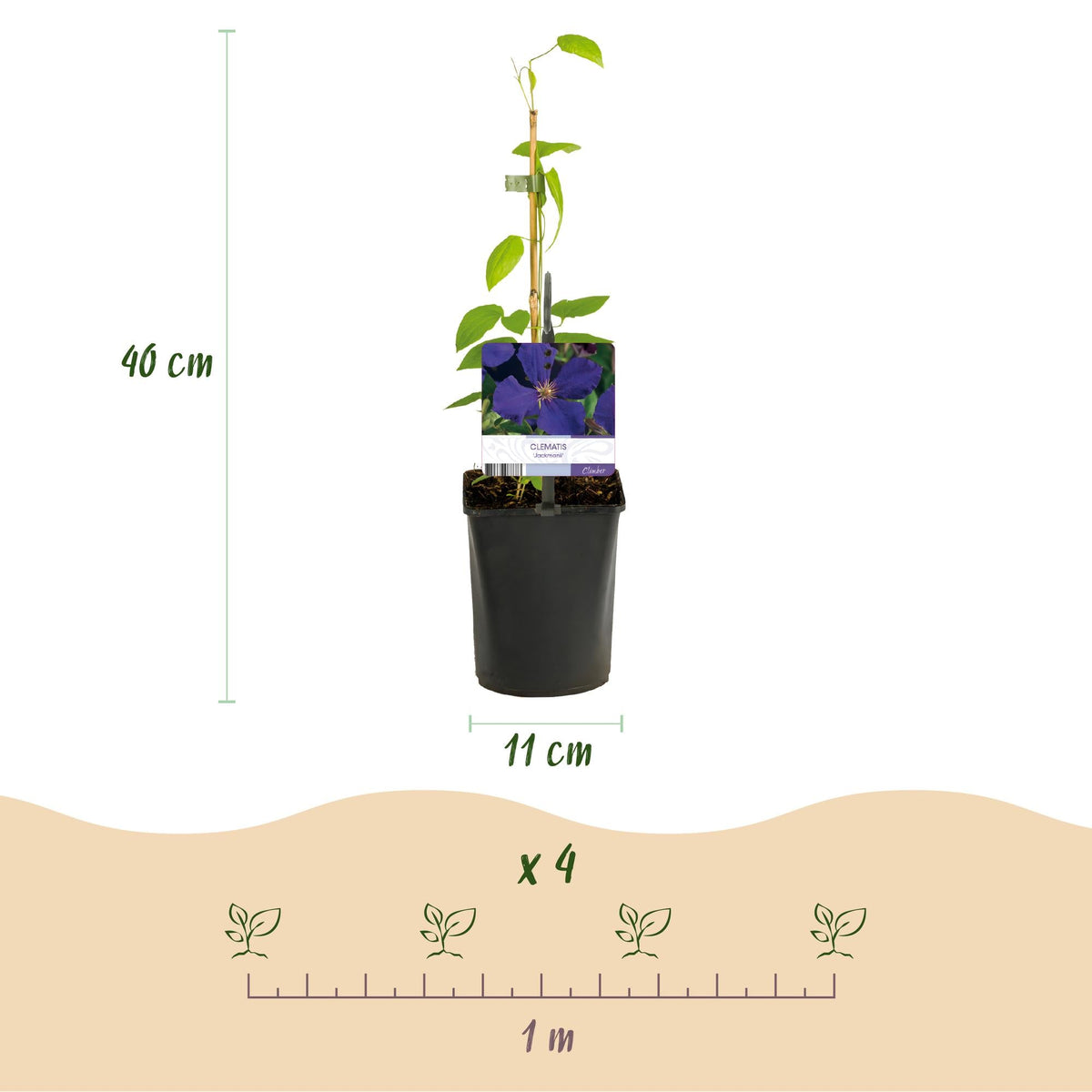 Kletterpflanze Clematis Tricolour – Mehrfarbige Blüten Rosa Weiß Lila – Wenig Pflege – 3 Pflanzen – 11 cm Höhe 40 cm – Für Garten, Balkon & Pergolen 
