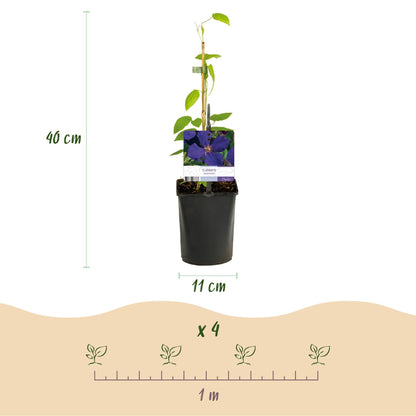 Kletterpflanze Clematis Tricolour – Mehrfarbige Blüten Rosa Weiß Lila – Wenig Pflege – 3 Pflanzen – 11 cm Höhe 40 cm – Für Garten, Balkon & Pergolen 