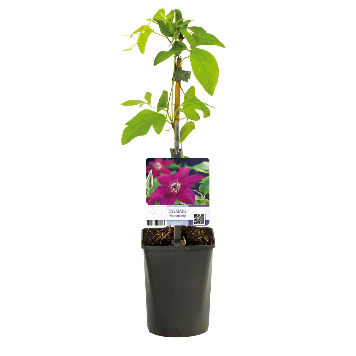 Kletterpflanze Clematis Westerplatte – Tiefviolette Blüten mit weißem Rand – 2 Pflanzen – 11 cm x H40 cm – Pflegeleicht & Robust – Ideal für Garten, Balkon & Pergolen 