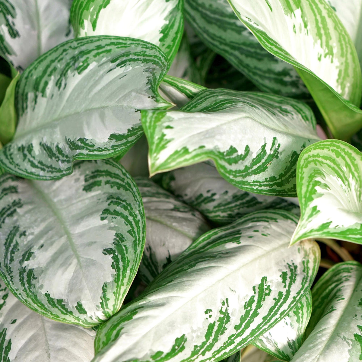 Green boutiQ - Zimmerpflanzen - Aglaonema Silver Bay - Silberblatt - Pflegeleicht - mit Korb - Silber - 1 Pflanze - Topf 17cm - Höhe 70-75cm 