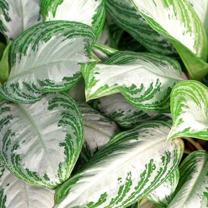 Green boutiQ - Zimmerpflanzen - Aglaonema Silver Bay - Silberblatt - Pflegeleicht - mit Korb - Silber - 1 Pflanze - Topf 17cm - Höhe 70-75cm 