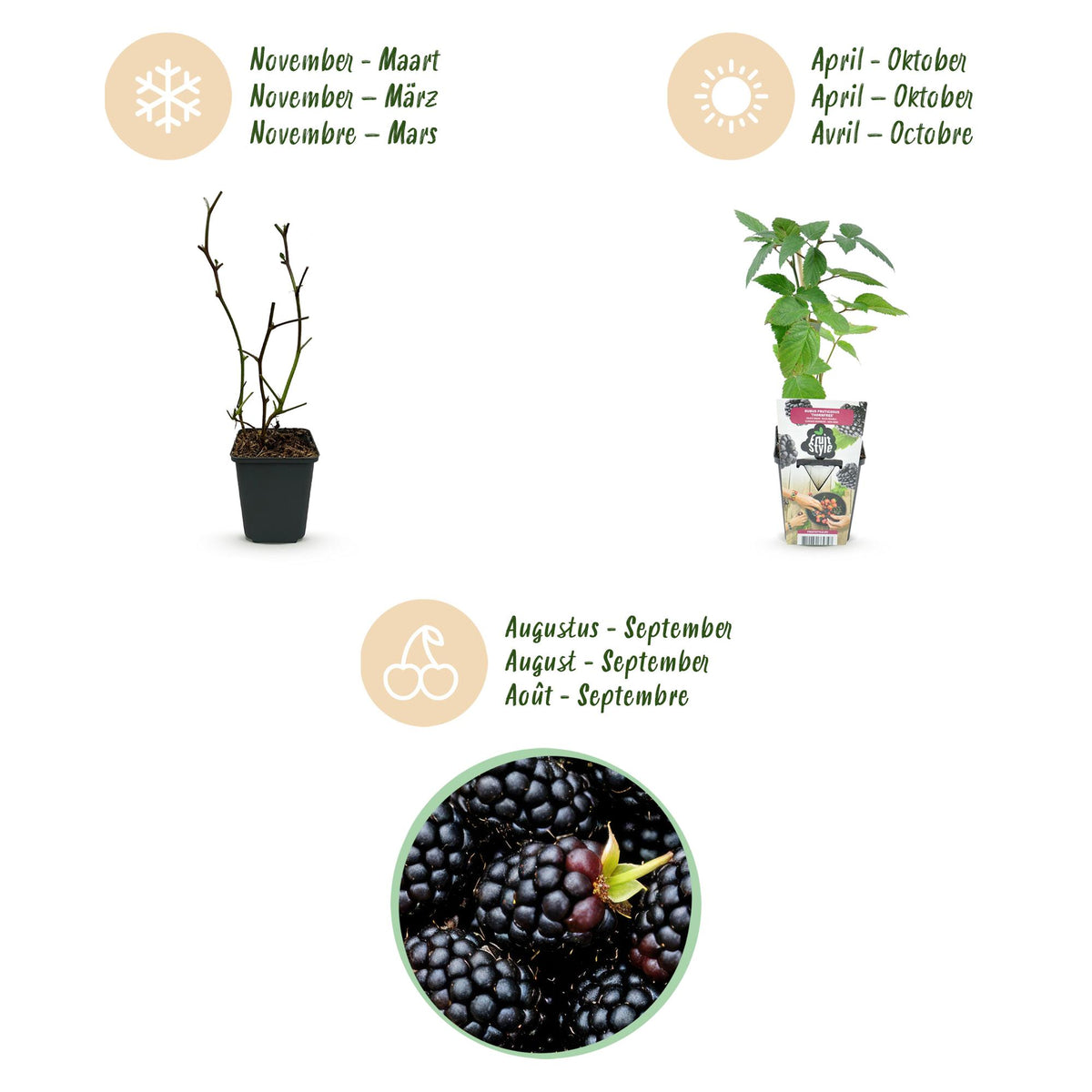 Dornenlose Brombeerpflanzen Rubus fruticosus Thornfree winterhart 3 Pflanzen Höhe 30cm Ø9cm – Schwarze Brombeere für Garten Beet Balkon & Topf 