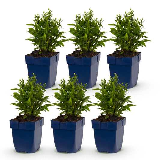 Kissenaster-Mix (dreifarbig) – Aster-Sortenmix – Topf Ø11cm – Bienenfreundliche Staude für Garten & Balkon – Ansicht 2