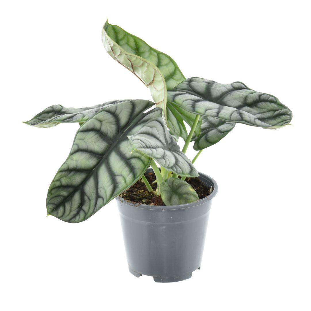 Alocasia Nebula Silver Compacta – Zimmerpflanze – Ø14cm – ↕30cm – Exotisches Blattdesign – Pflegeleicht & dekorativ 