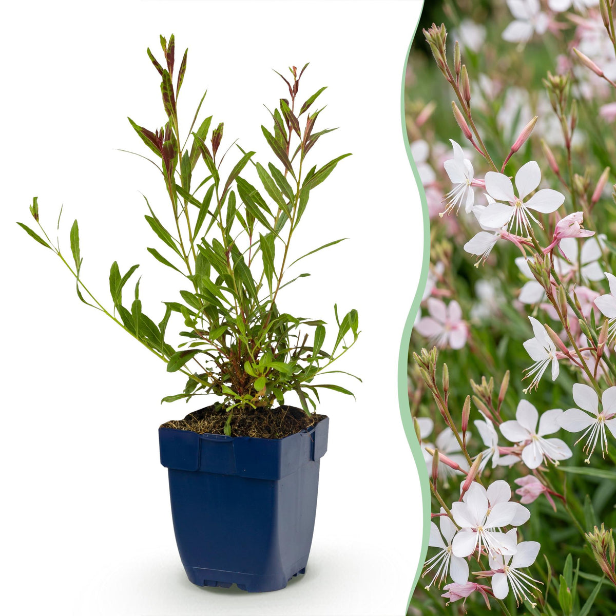 Prachtkerze 'Whirling Butterflies' – Gaura lindheimeri 'Whirling Butterflies' – 6 Pflanzen – Topf Ø11cm