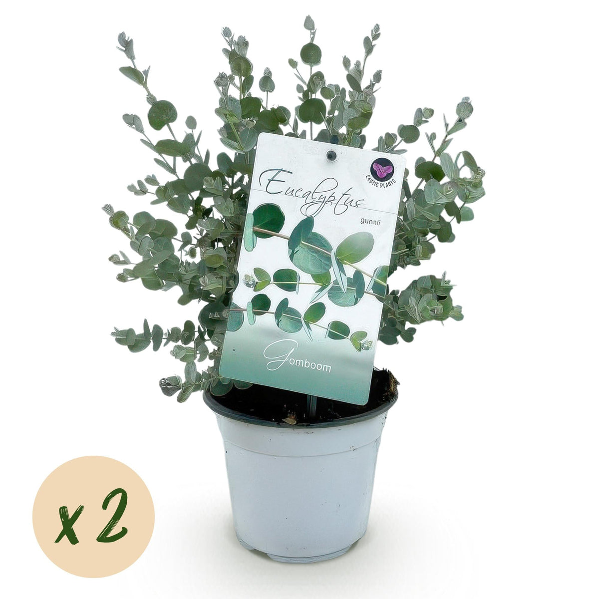 Eukalyptusbaum Eucalyptus gunnii – 2 Pflanzen – Winterhart – Topf Ø14 cm, Höhe ca. 30 cm – Duftende Terrassenpflanze – Blaugrüne Blätter – Für Garten, Balkon & Terrasse 