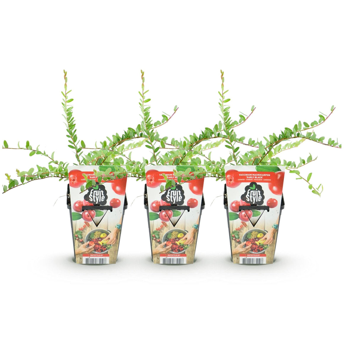 GreenboutiQ - Obstpflanzen - Blaubeere - Vaccinium macrophylla Early Black - Winterhart - 3 Pflanzen - Topf 9 cm - Dunkelrote Beere 