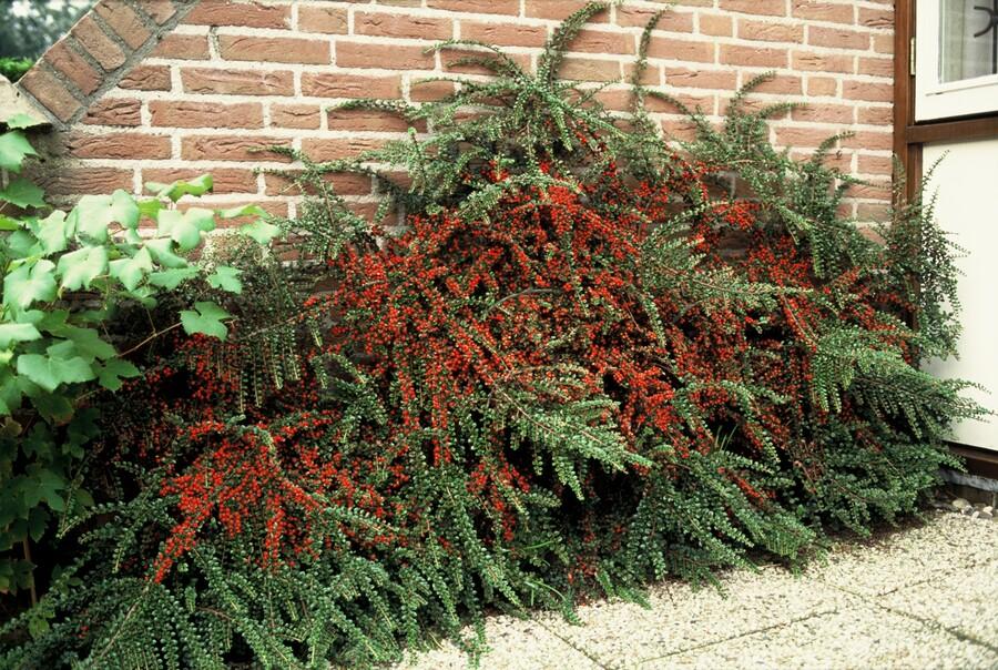Cotoneaster horizontalis – 24 Pflanzen – ↕10-25 cm – Ø9 cm – Winterharter Zierstrauch – Rote Beeren – Pflegeleicht & Vogelfreundlich 