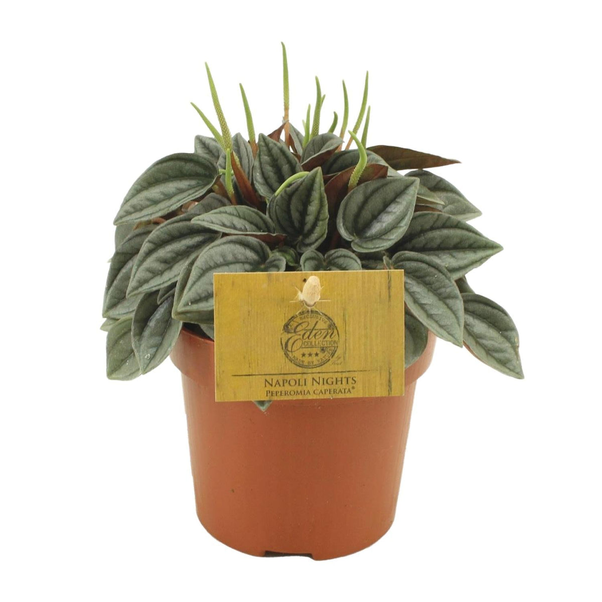 Peperomia Napoli Nights – Zimmerpflanze – Ø10,5cm – ca. 15cm hoch – Pflegeleichte, luftreinigende Sukkulente – Für Wohnung & Büro 