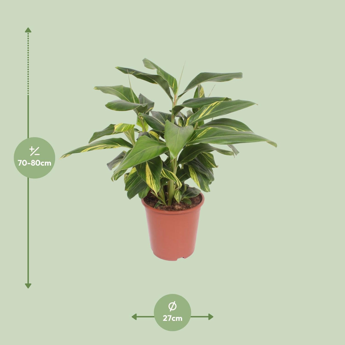 Alpinia Zerumbet Variegata - Ø27cm - ↕80cm 