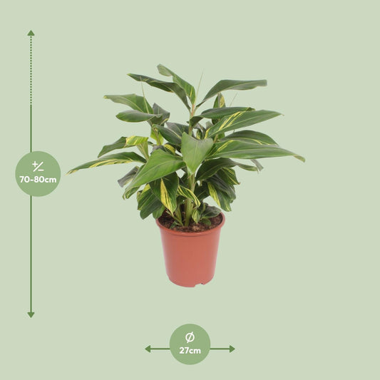 Alpinia Zerumbet Variegata - Ø27cm - ↕80cm 