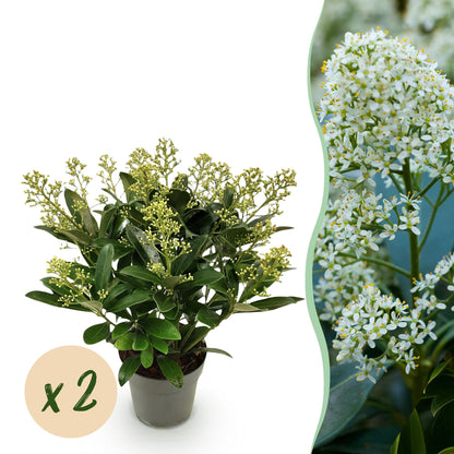 GreenboutiQ - Terrassenpflanze - Skimmia japonica Finchy - Blüte Weiß - 15+ Blüten - 2 Pflanzen - Winterhart - Topf 15cm Höhe 30cm 
