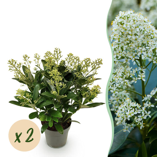 GreenboutiQ - Terrassenpflanze - Skimmia japonica Finchy - Blüte Weiß - 15+ Blüten - 2 Pflanzen - Winterhart - Topf 15cm Höhe 30cm 