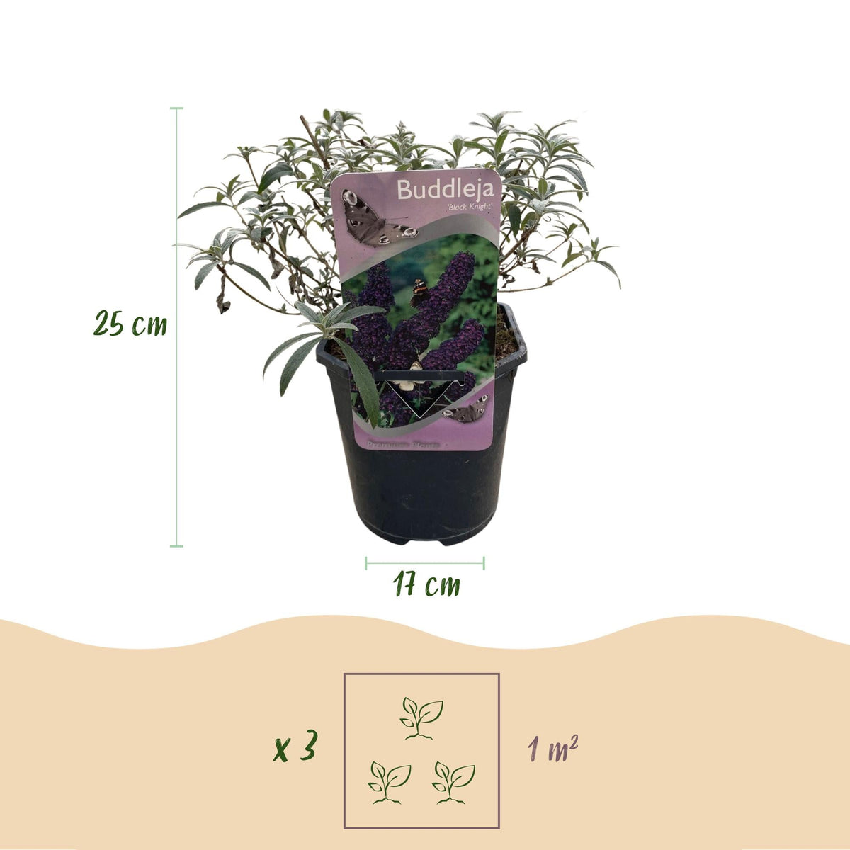 Schmetterlingsstrauch Buddleja davidii Purple Emperor – Blüte Lila – Schmetterlingsanziehend – 17 cm Höhe 25 cm – Pflegeleicht & Sonnentolerant 