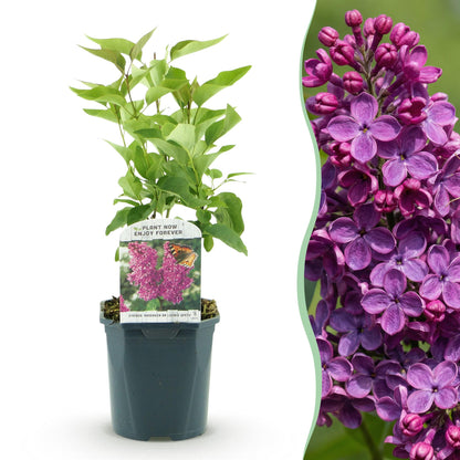 Green boutiQ - Garden Plant - Syringa vulgaris Ludwig Spath - Common Lilac - Hardy - Purple - 1 Plant - Pot 17cm - Height 45cm 