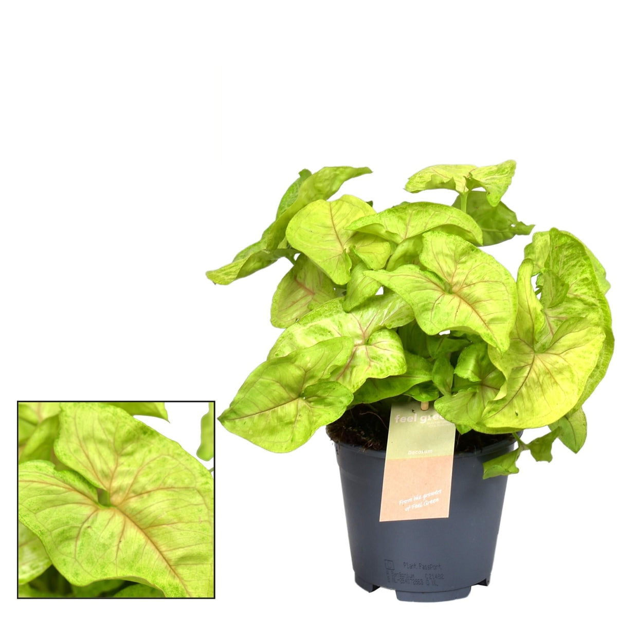 Syngonium Golden 'Feel Green' – Zimmerpflanze – Ø14cm – ↕30cm – Pfeilblatt mit goldgrünem Laub – Pflegeleicht & dekorativ – Für helle Innenräume 