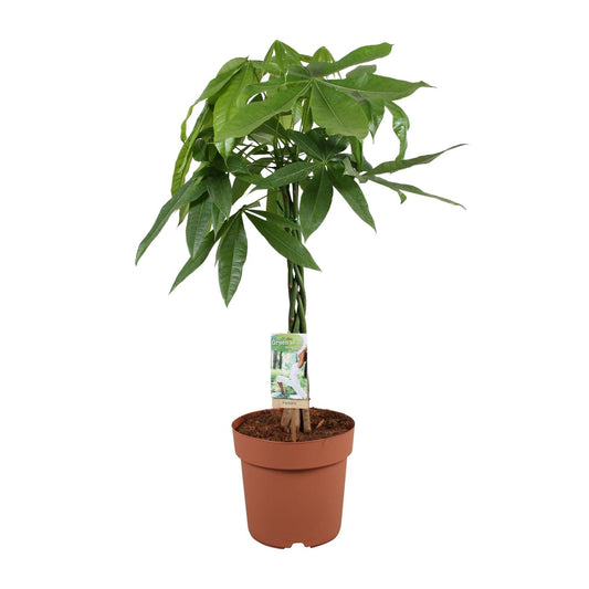 Glückskastanie – Pachira Aquatica – Zimmerpflanze – Ø21 cm – ↕90 cm – Symbolische Pflanze – Pflegeleicht – Grünpflanze 