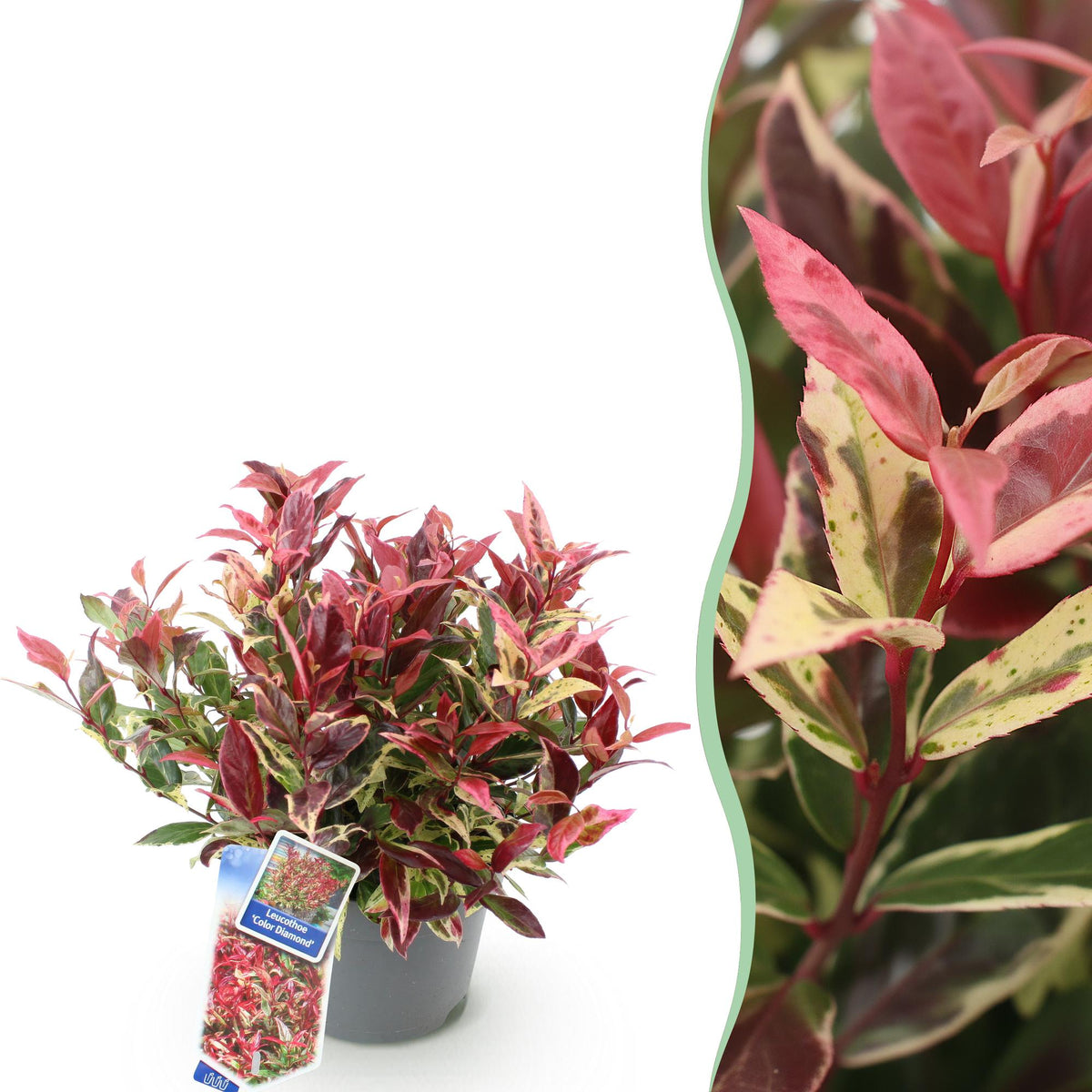 GreenboutiQ - Gartenpflanze - Leucothoe Colour Diamond - Bunt - 1 Pflanze - Immergrün - Wenig Pflege - Topf 17cm Höhe 45cm 
