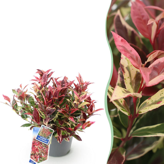 GreenboutiQ - Gartenpflanze - Leucothoe Colour Diamond - Bunt - 1 Pflanze - Immergrün - Wenig Pflege - Topf 17cm Höhe 45cm 